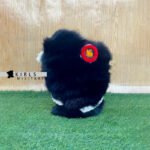 NAPOLEONIC FRENCH BEARSKIN OFFICER HAT - Image 2